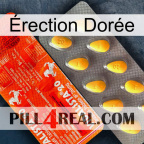 Érection Dorée new01